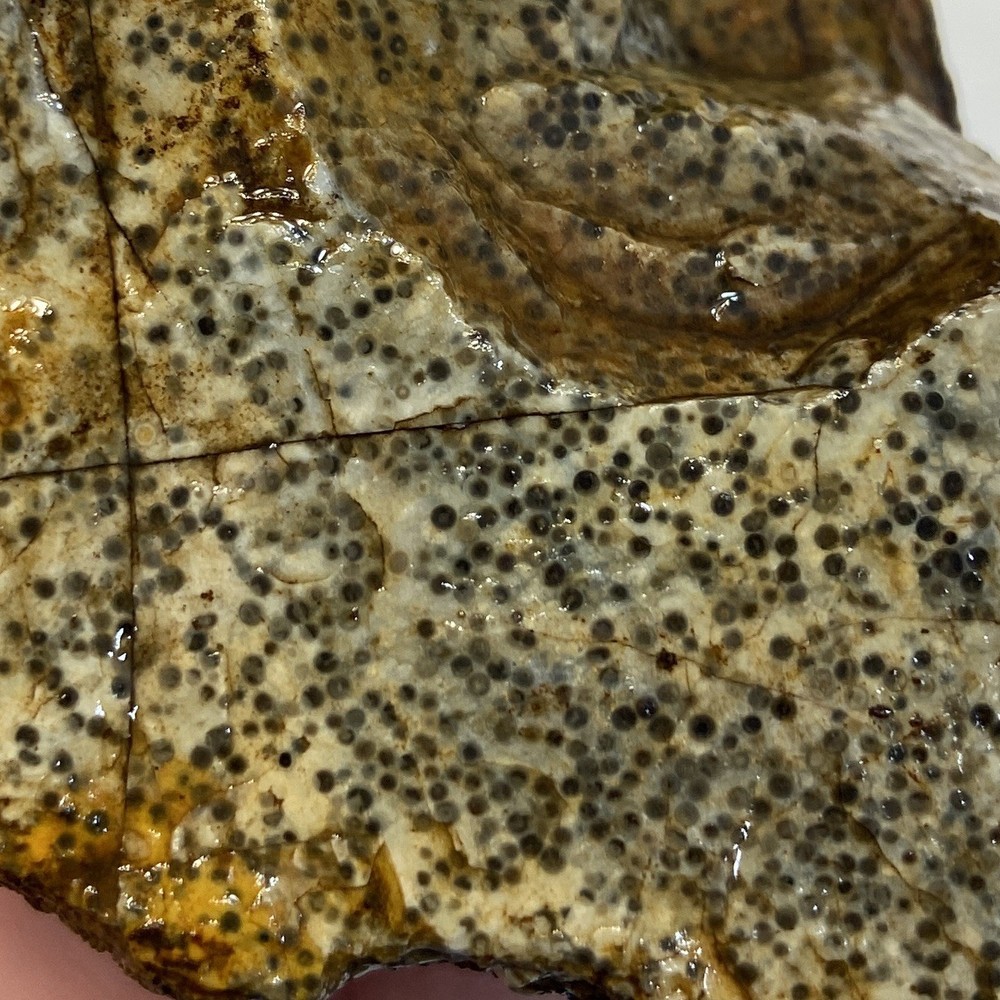 Oolite Fish Egg Agate 1 Pound 3.59 Oz Rare Lapidary Rough