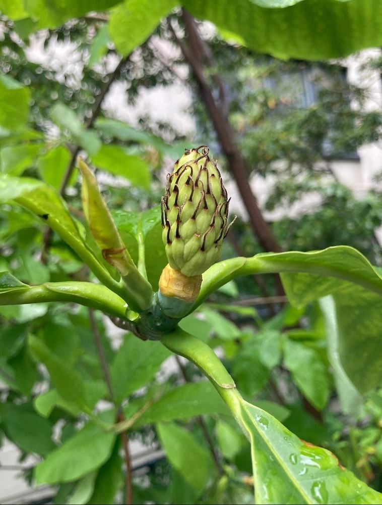 big leaf magnolia tree 12" to 30"