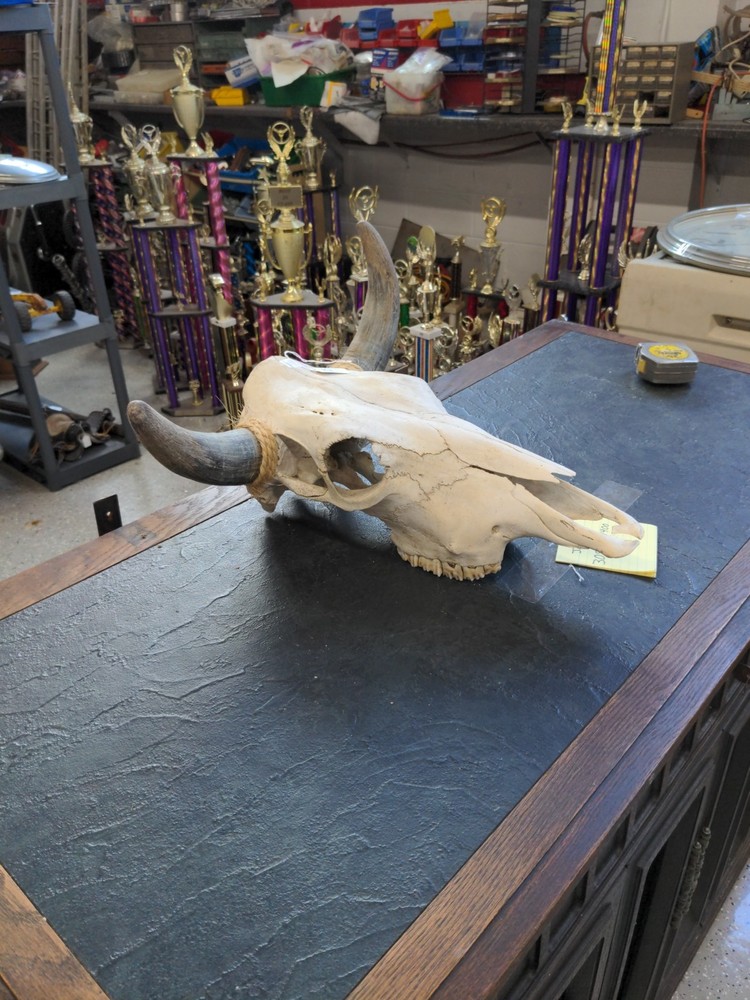 LONGHORN STEER SKULL