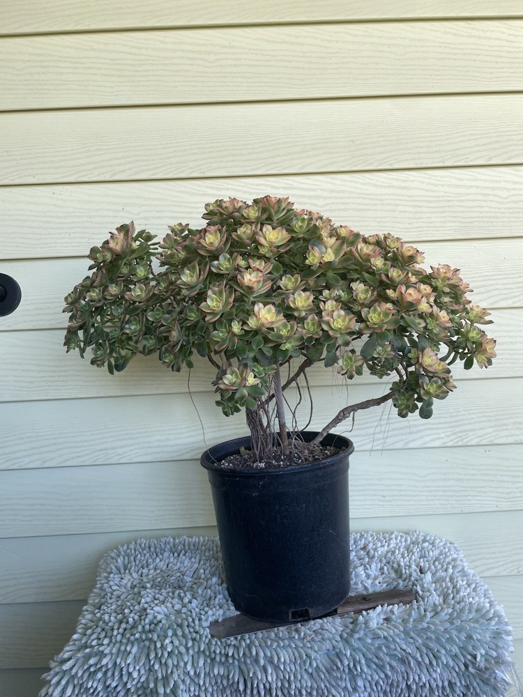 Bonsai Tree Aeonium Kiwi Tree Ship With Bare Rooted