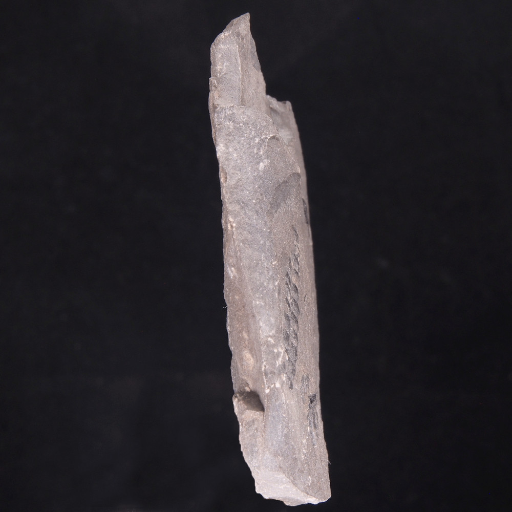 FERN FOSSIL - Carboniferous - Leon - SPAIN 20C7