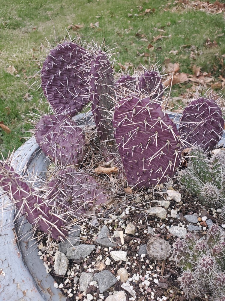 Dark Knight Cactus Live Cold hardy Cutting