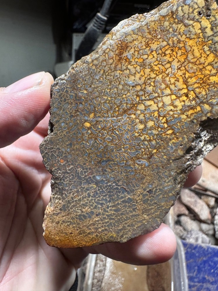 Dinosaur bone rough **hxtled end cut.