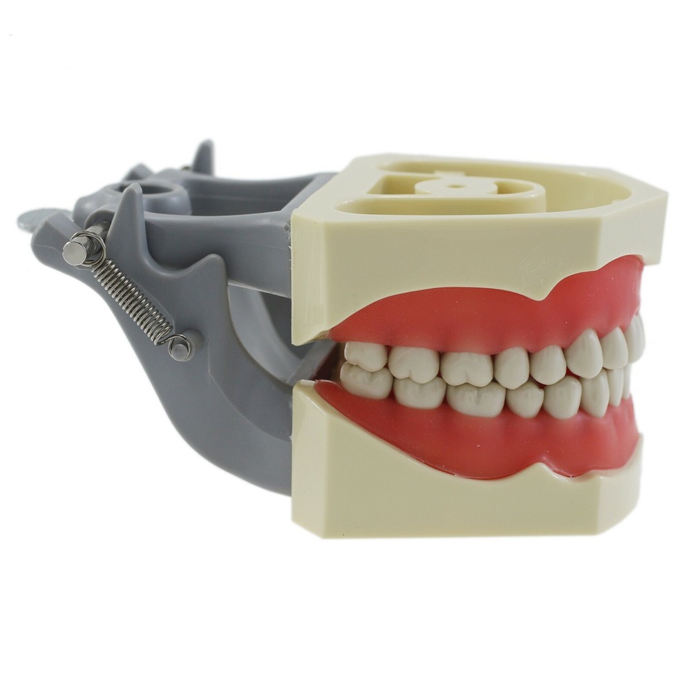 Columbia 860 Type Dental Typodont Teaching Exam Model Removable 32PCS Teeth