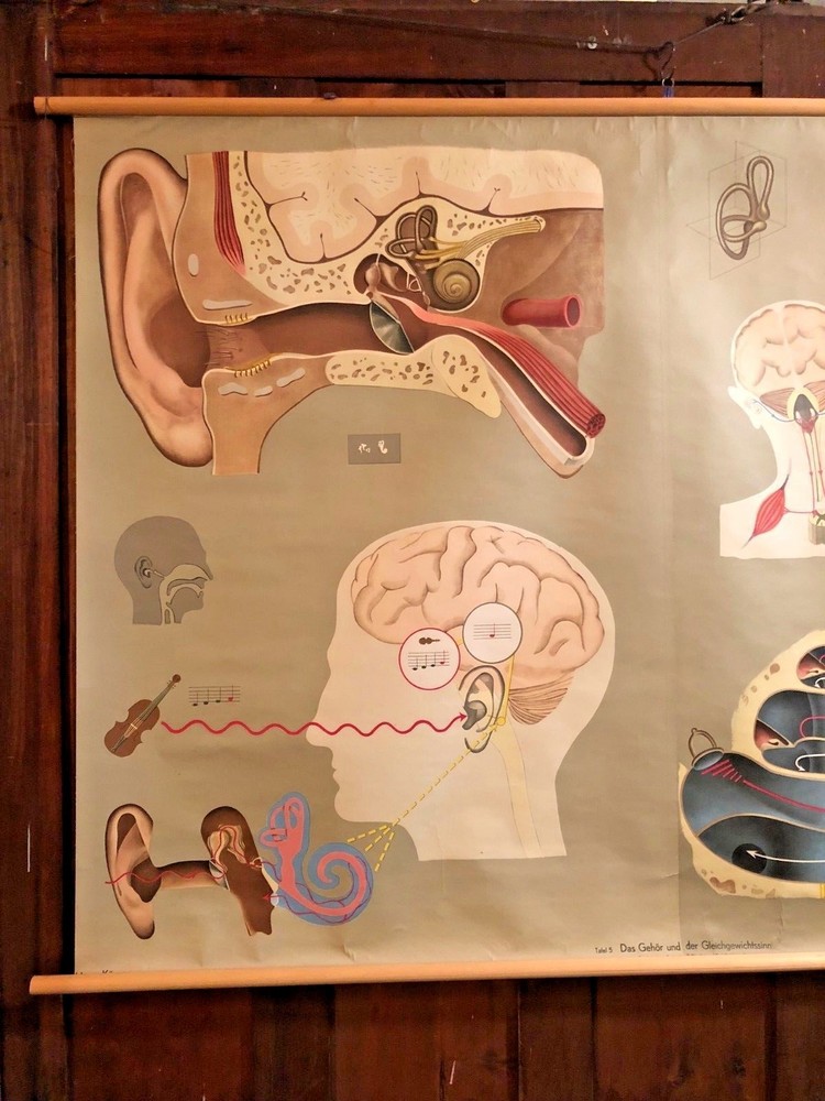 Vintage EAR German Educational Pull Down Chart by Hagemann / Denoyer Geppert Co