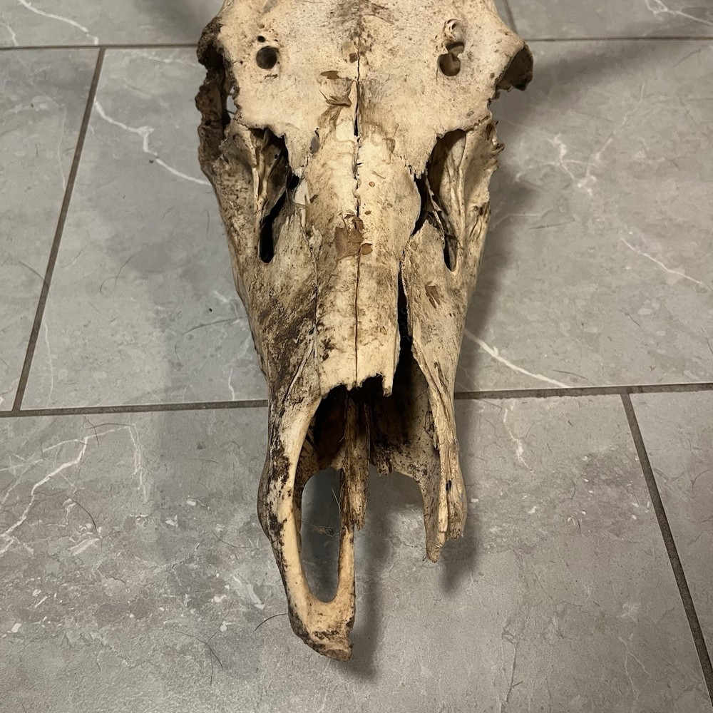 Genuine Weathered Elk Antlers/Mount- Rustic Decor