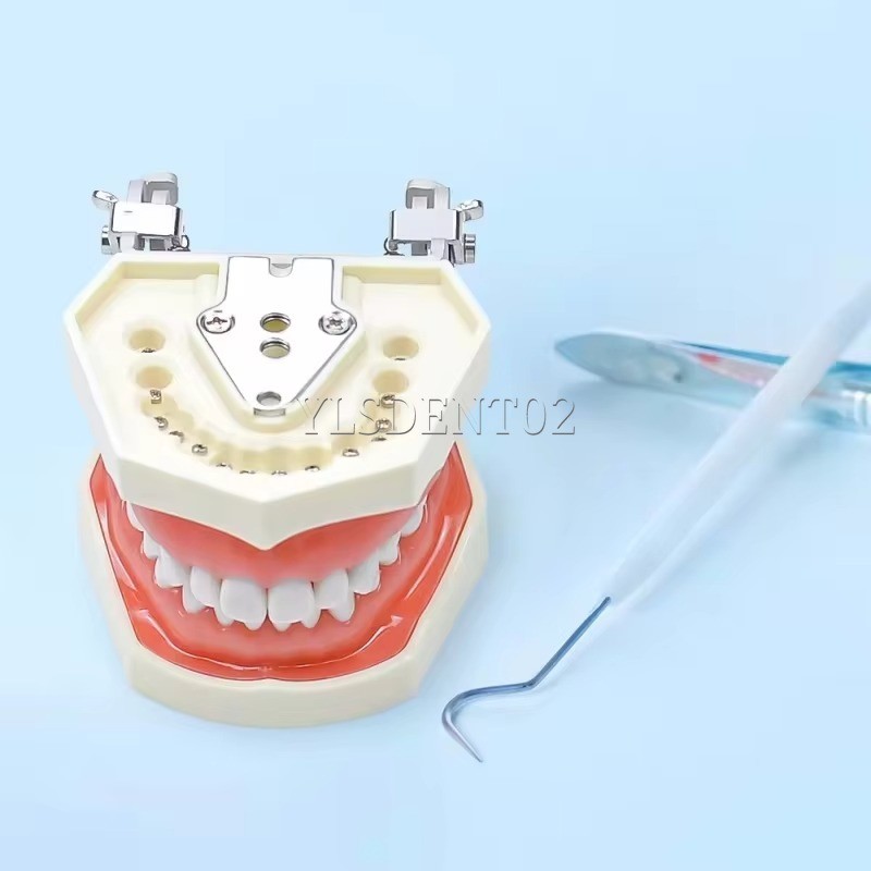Standard Tooth Model Clinic Use High Quality Human Teeth Teaching Model