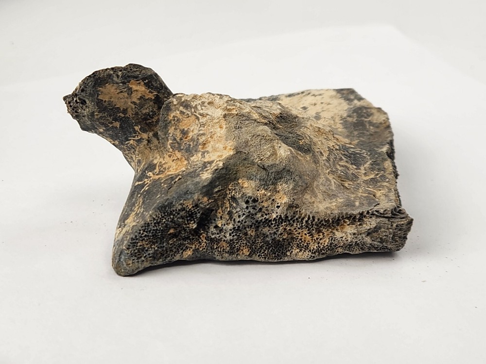 Pathological Turtle Shell Fossil - Florida