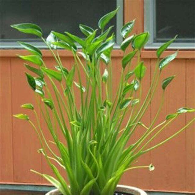 Tiny Dancer Elephant Ear (Tiny Dancers) - Alocasia - Live Plant