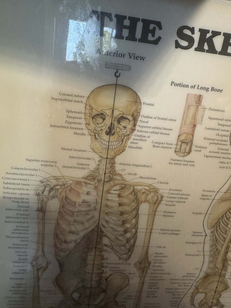 Skeletal System Anatomical Chart Poster ￼ Laminated Learning 20x26 Skeleton B24
