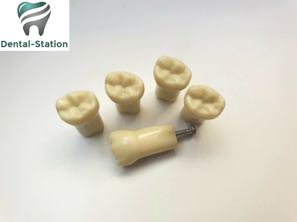 Frasaco type Compatible Replacement AG3-A2 Typodont Practice Teeth. (5 total)
