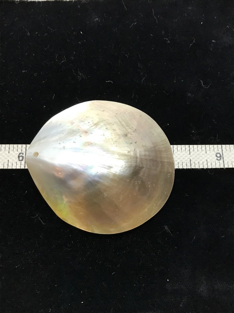 Vintage Polished Shell ready to use in multiple applications
