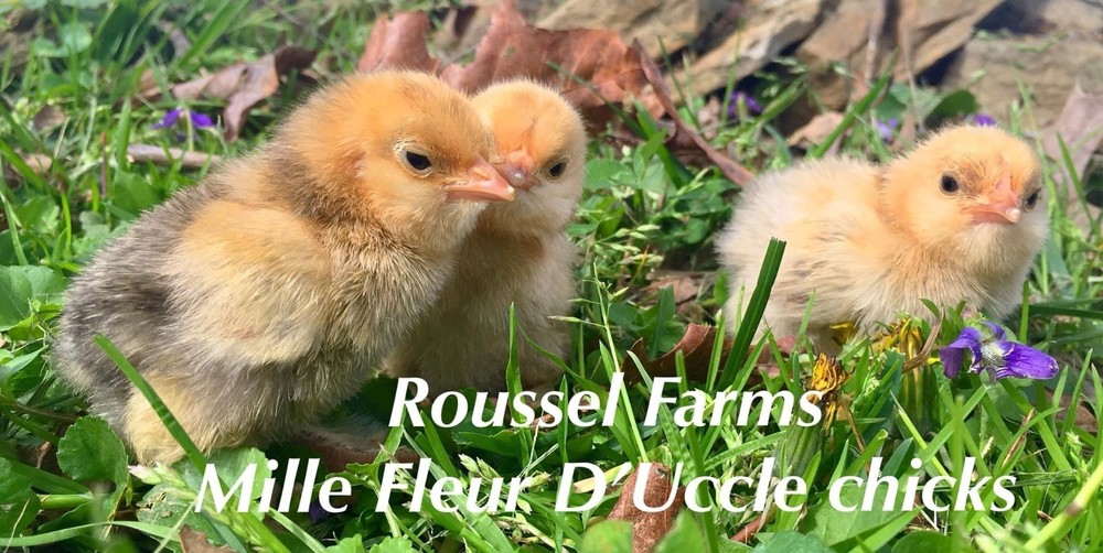 Mille Fleur Bantam Fertilized Hatching Eggs 6+ count will continue to grow