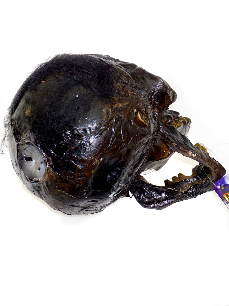 Rotten Head Prop Decoration for Halloween