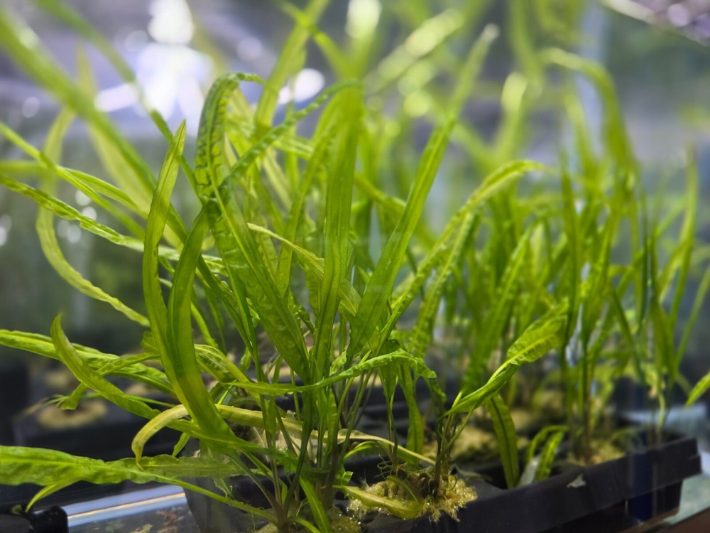 Crypt Balansae Medium Live Aquarium Plants 2" pot