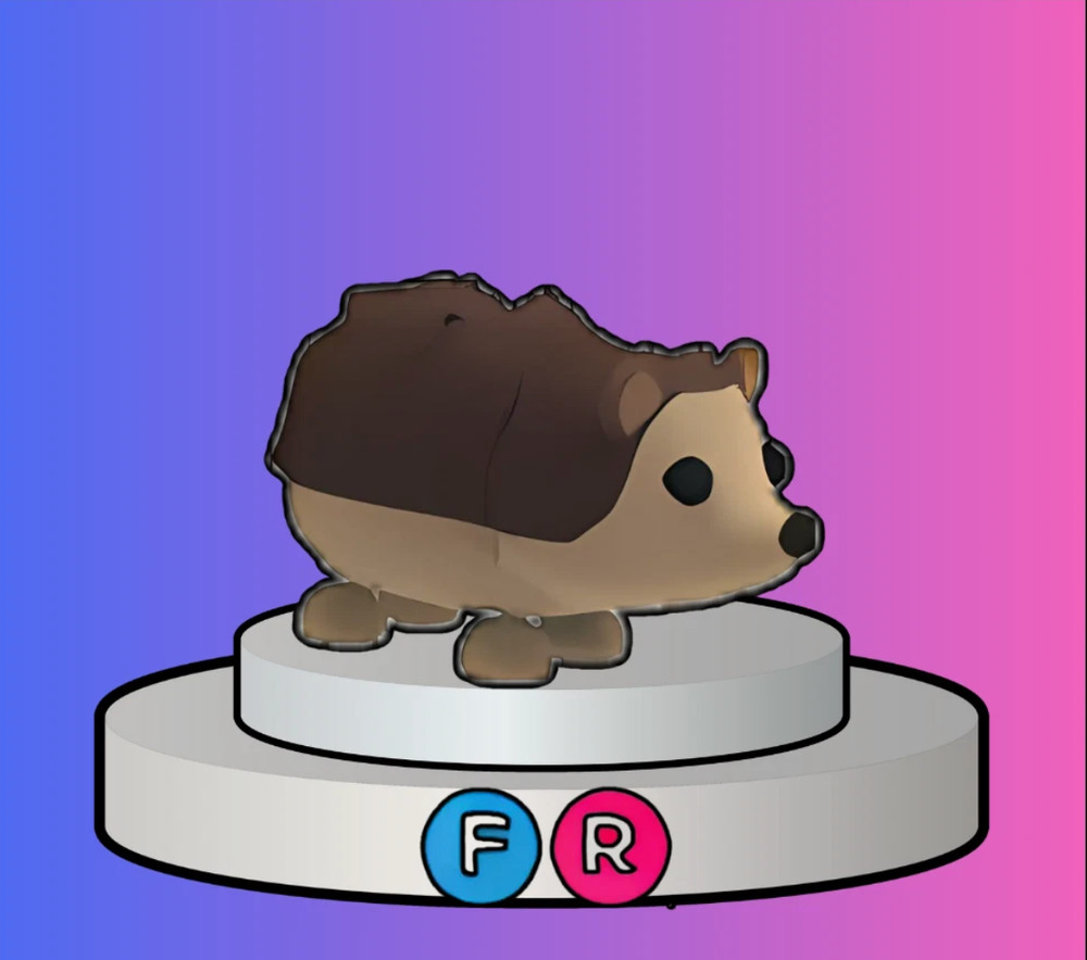 Hedgehog - Adopt right now