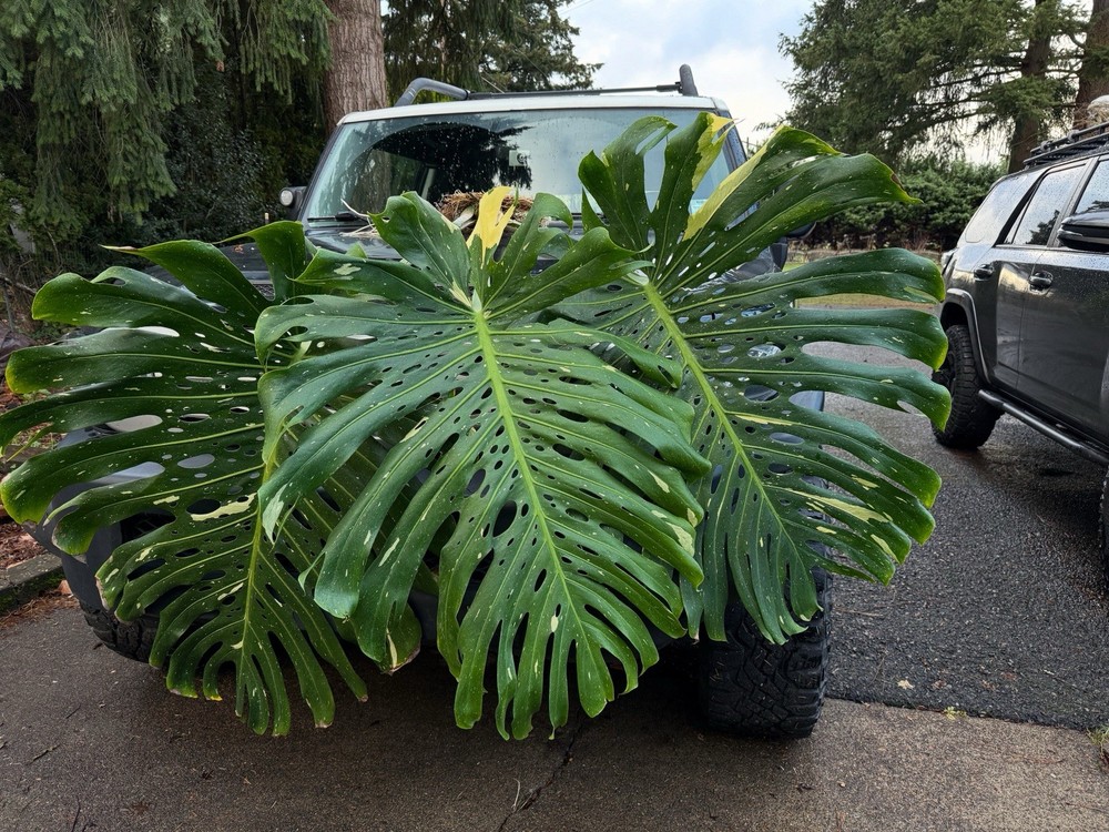 Gloom & Bloom - Root Rescuer - Root Inoculant, Root Rot -Monstera, Philodendron
