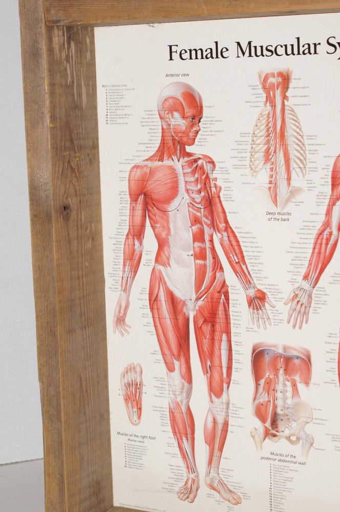Muscular System Female Chart: Laminated Wall Chart Framed Shadow Box Wood