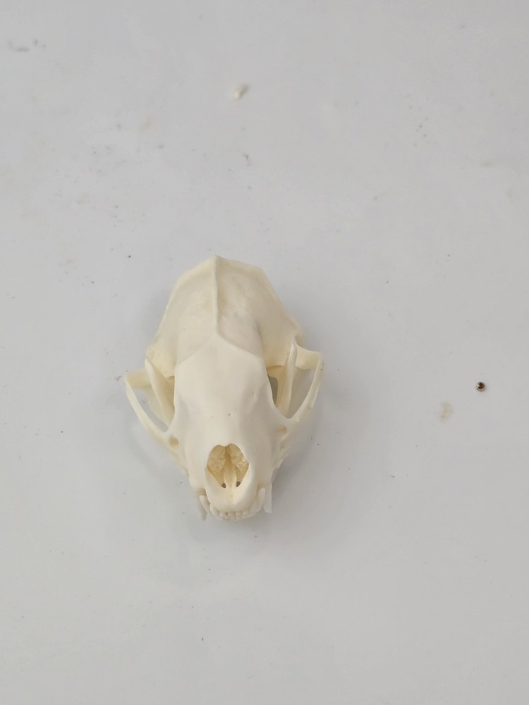 Real Striped Skunk Skull - Mephitis mephitis - American Sourced