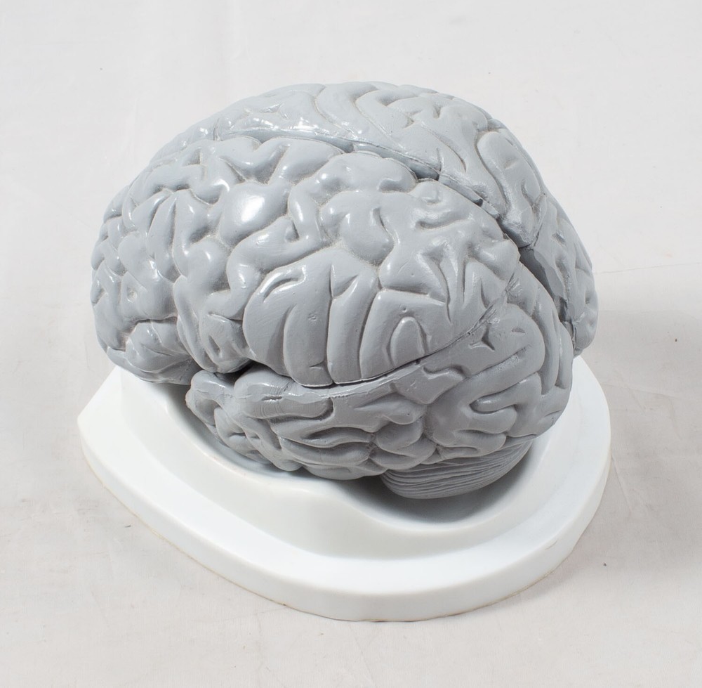 Anatomical Human Brain Model 3D Educational Teaching Tool