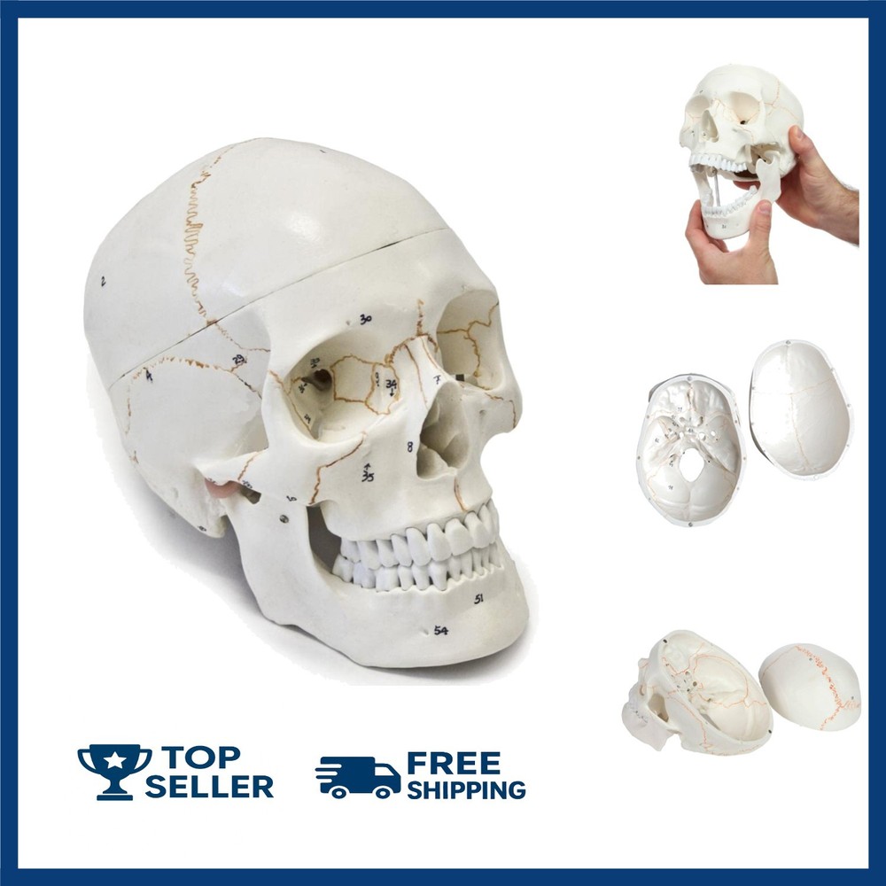 Detailed Life-Size Anatomical Skull Model - Ideal for Teaching & Reference