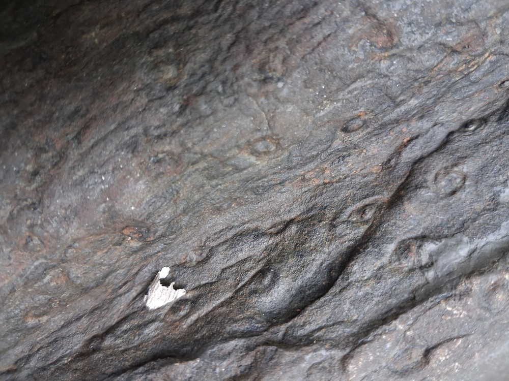 Petrified Wood Log