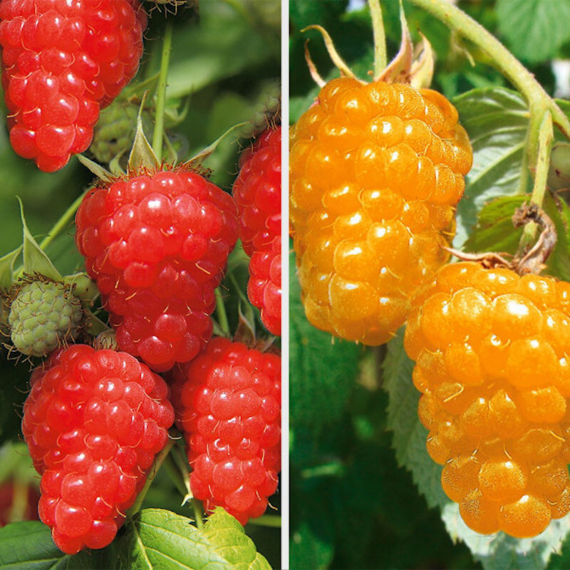 HONEY raspberry DUO  2+2 plants TOTAL 4 PLANTS