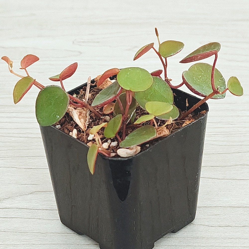 Succulent Pot Plant - Peperomia Ruby Cascade - In 2" Pot