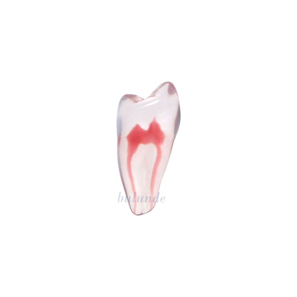 Dental Resin Endo Root Canal Teeth Model Practice Block RCT Pulp Cavity Study