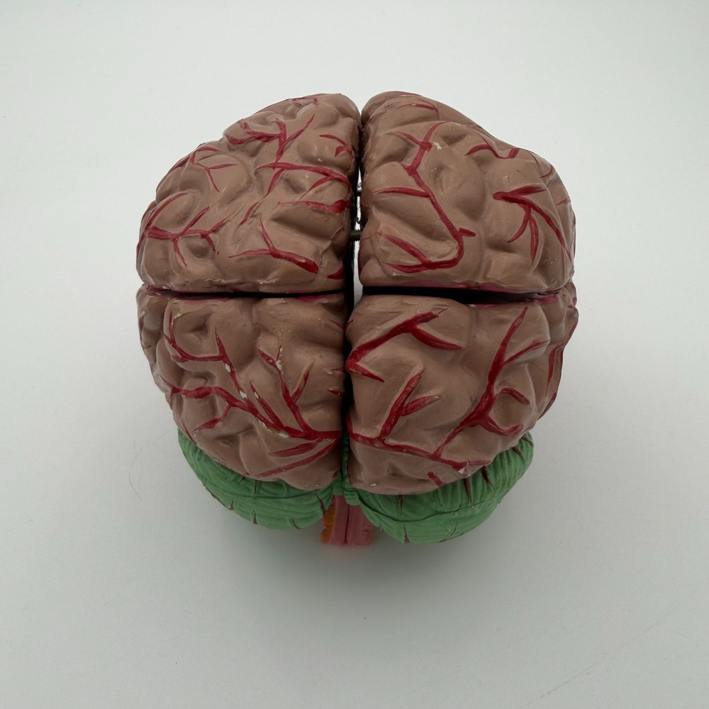 Anatomically Accurate Human Brain Model Anatomy Science Teaching