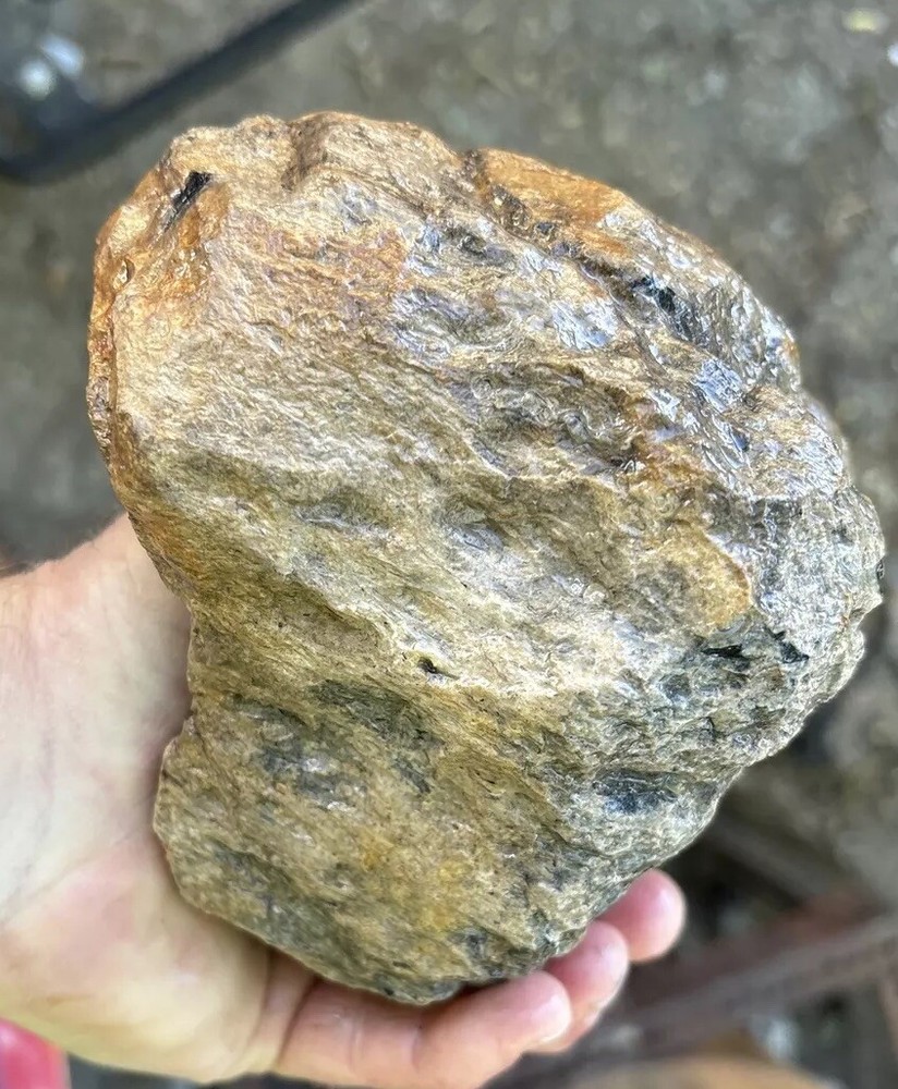 Tempskya petrified Palmwood
