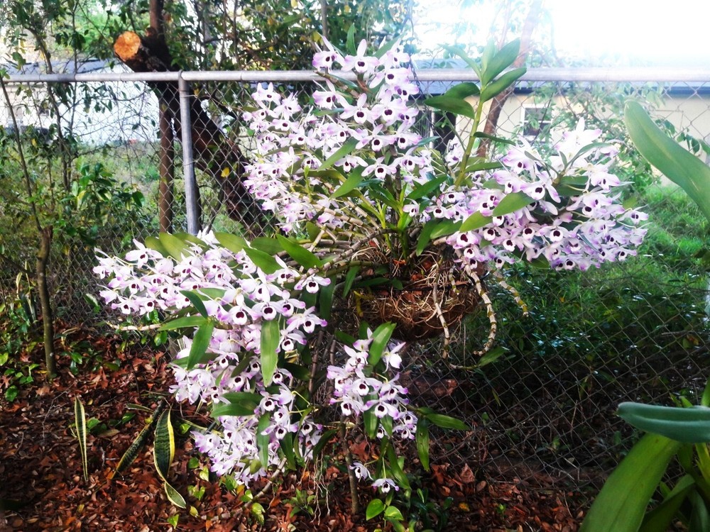 Dendrobium Nobile Orchid Keikis