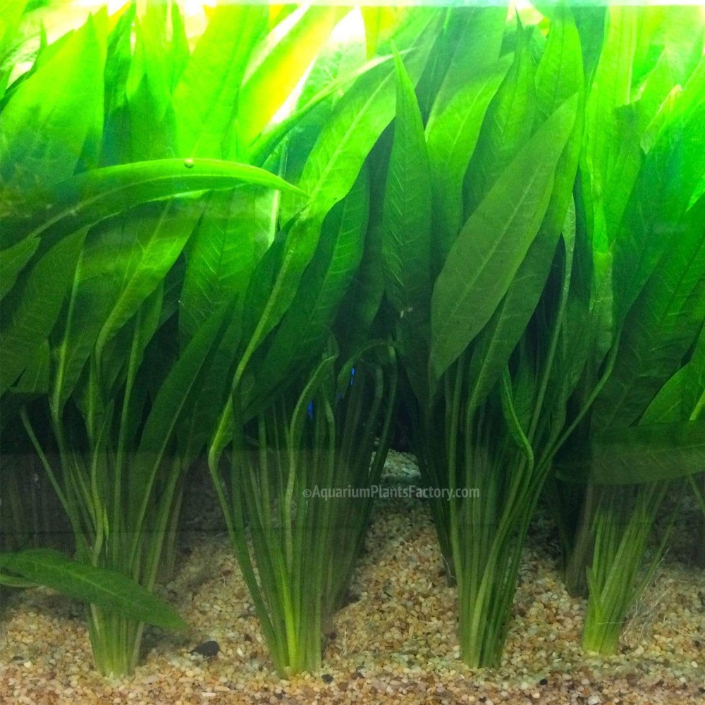 Amazon Sword | Aquarium Plants Factory®