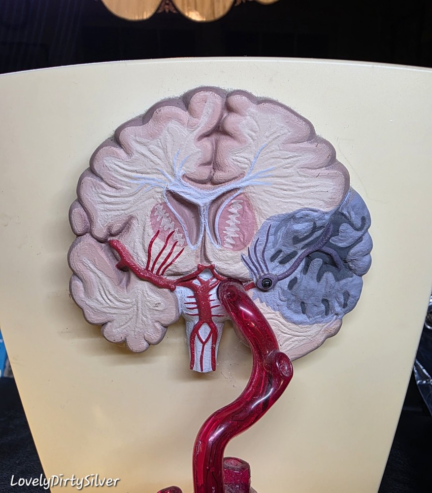 FREAKY 3D Human Functioning Heart and Brain Lighted Display Model
