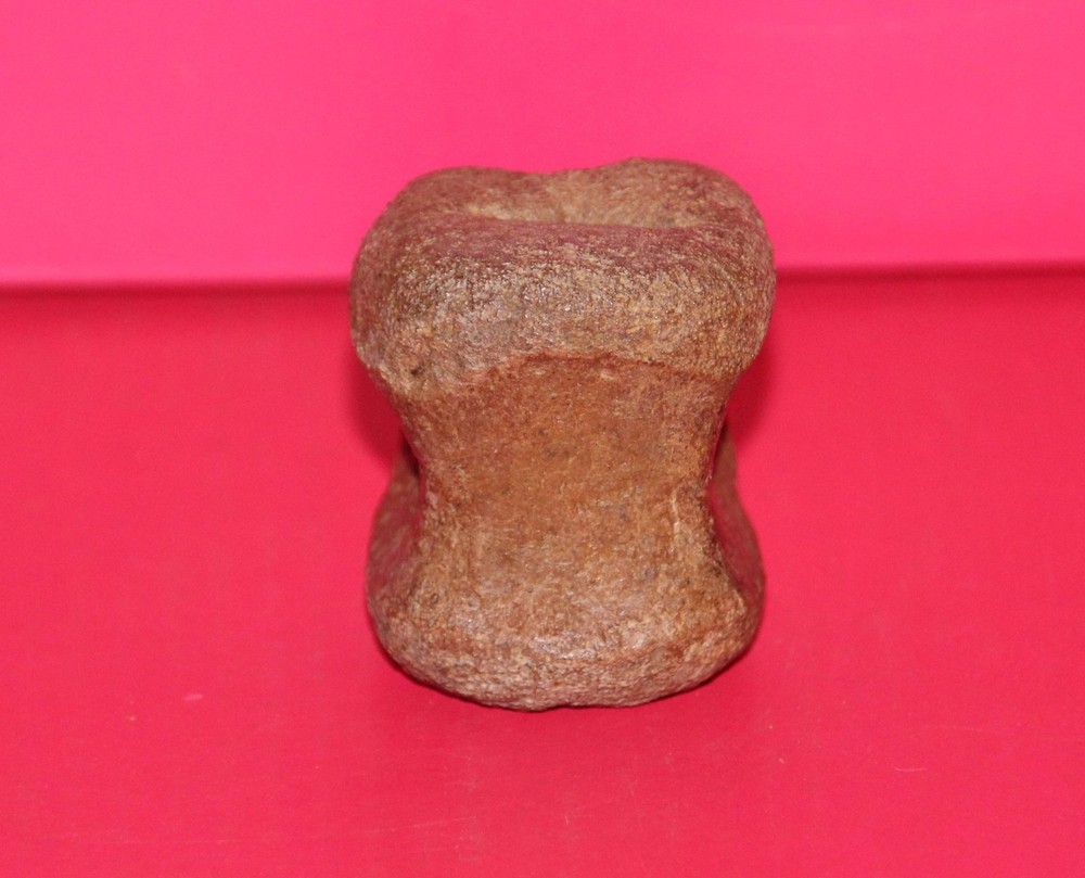 Thescelosaurus Vertebra Dinosaur Bone Authentic Hell Creek Formation Cretaceous