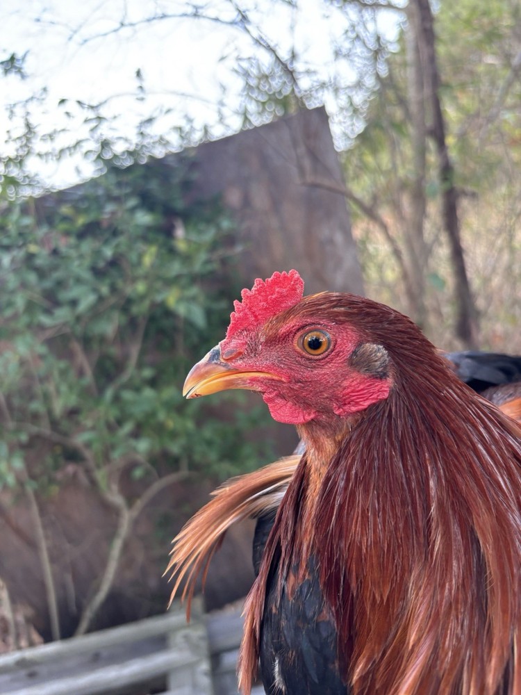 Asil/ylhHatching ,Eggs, poultry, chicken