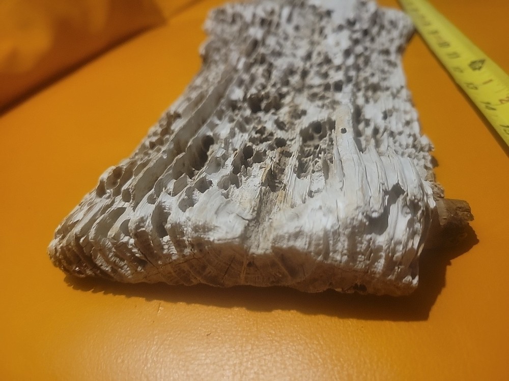 Driftwood