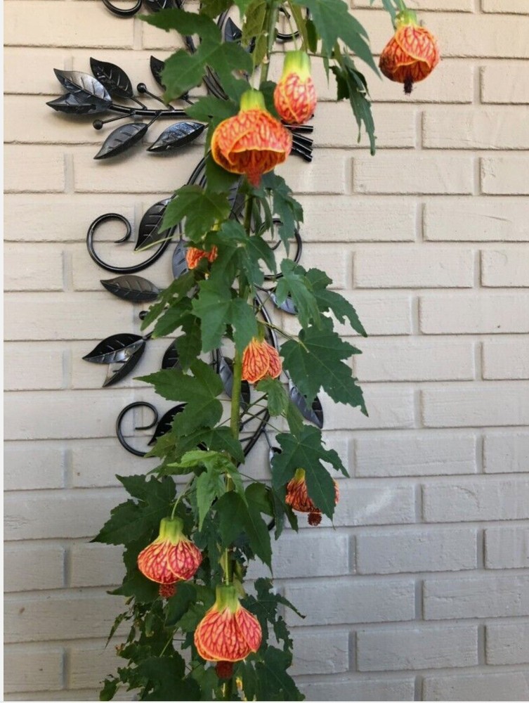 Tiger Eye Abutilon Flowering Maple SMALL ROOTED STARTER Plant