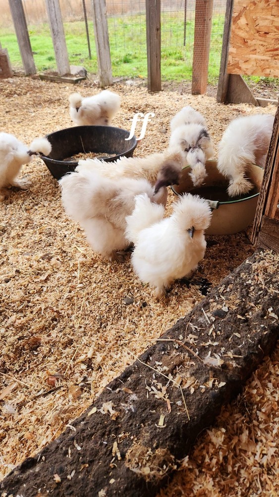 12 silkies Hatching Eggs hens choices