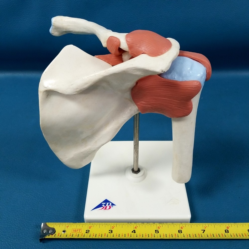VTG 3B Scientific Functional & Realistic Shoulder Joint Model