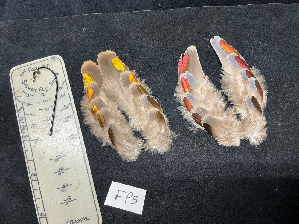 Fruit Pigeon feathers