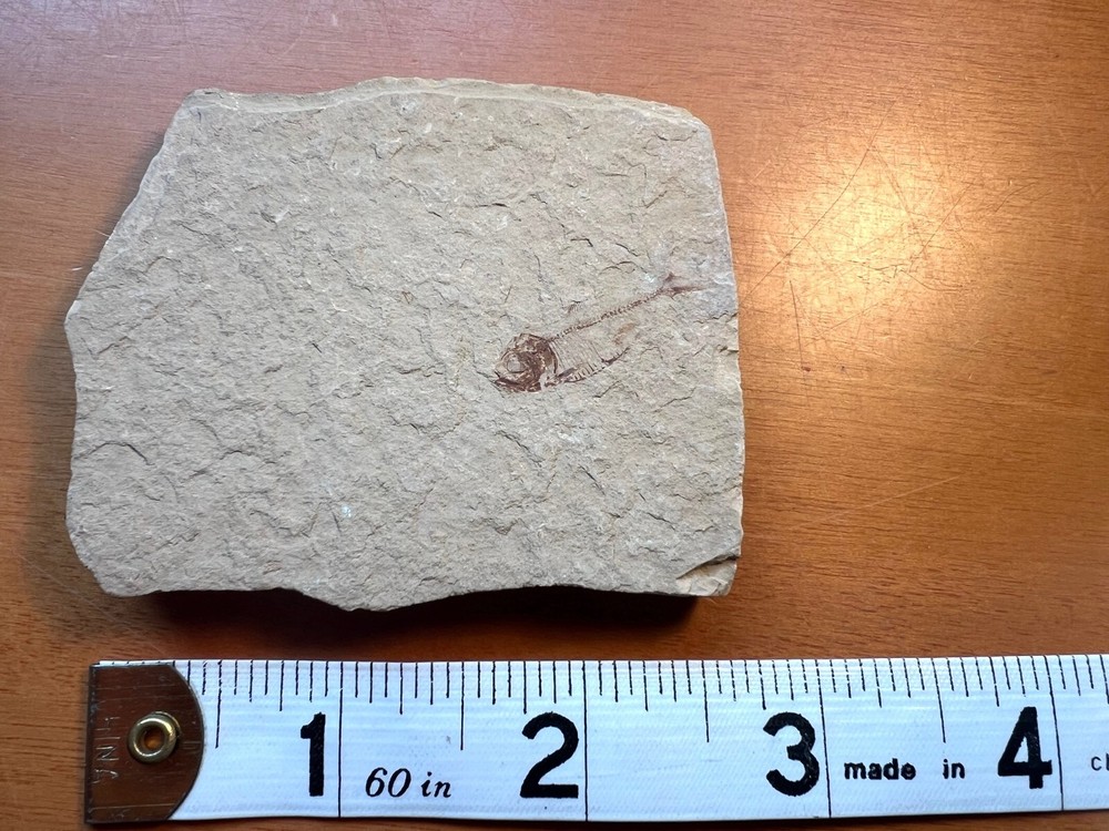 FISH FOSSIL in Sedimentary Rock!