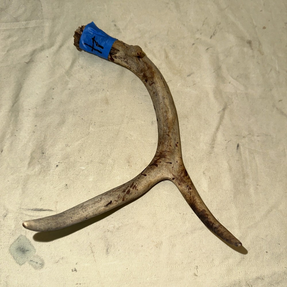 Single Whitetail Deer Antler Shed ~ 3 Points