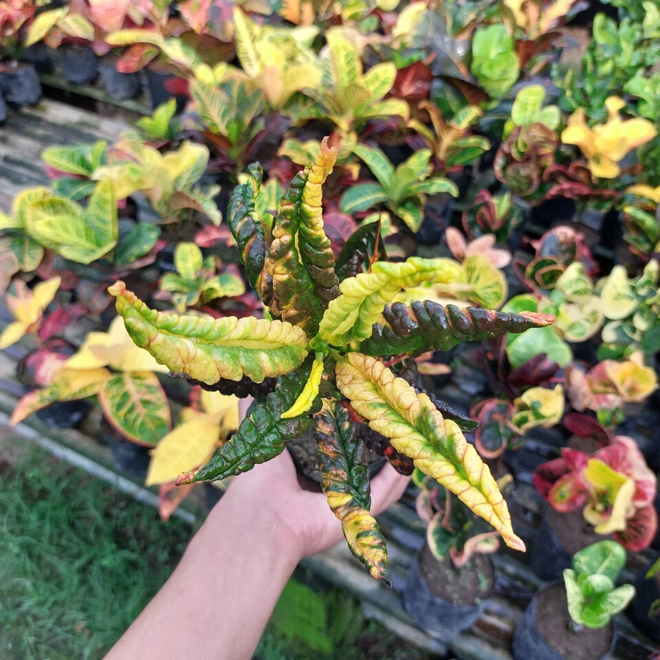 Codiaeum Variegatum Croton Derik Free Phytosanitary