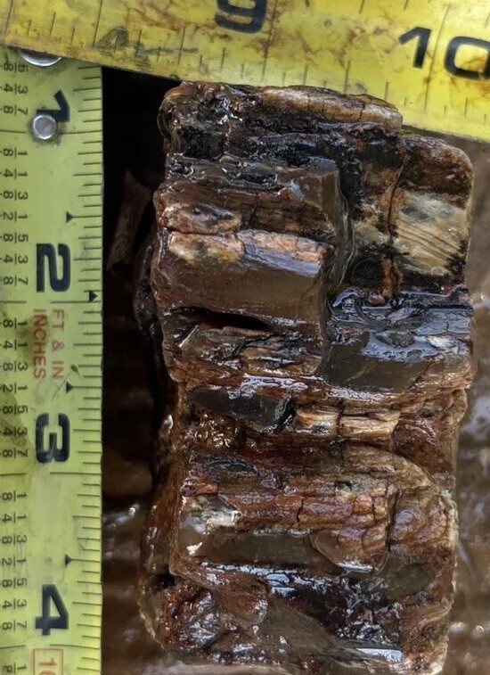 Silver Creek Junction petrified wood