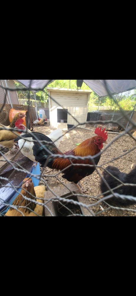 Fertile Bantam Mystery Hatch 12 eggs