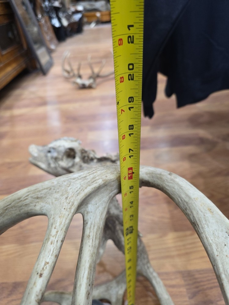 D43 Dead Head Skull Whitetail Deer Antler On