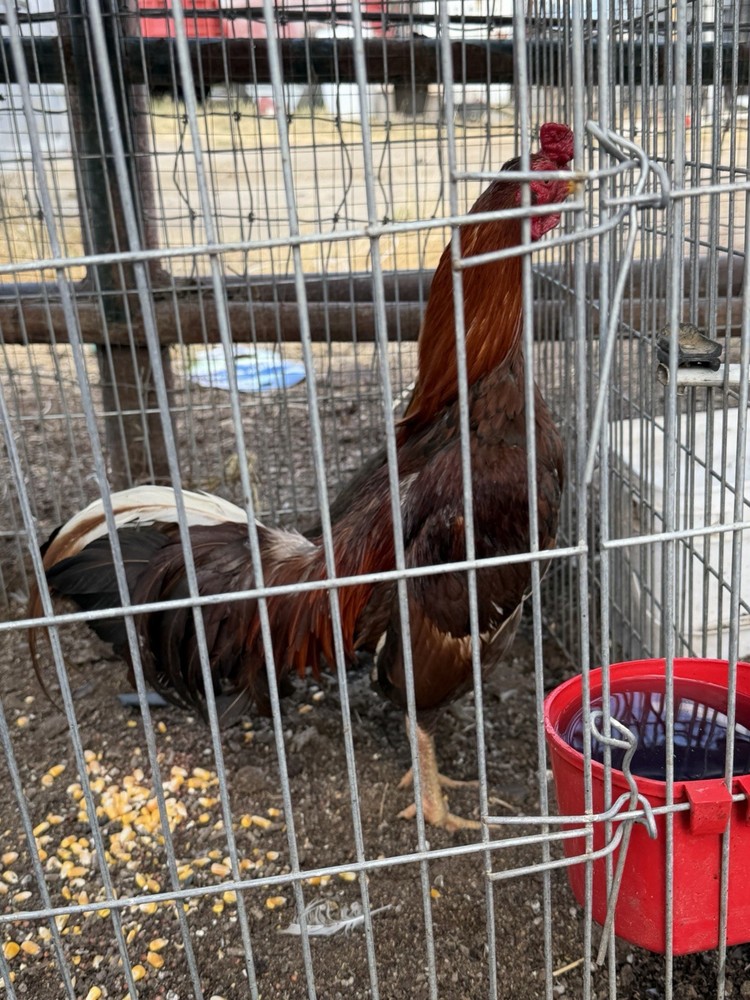 6 Hatching Eggs Show
