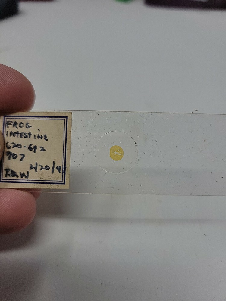 Vintage Microscope Slide 1941