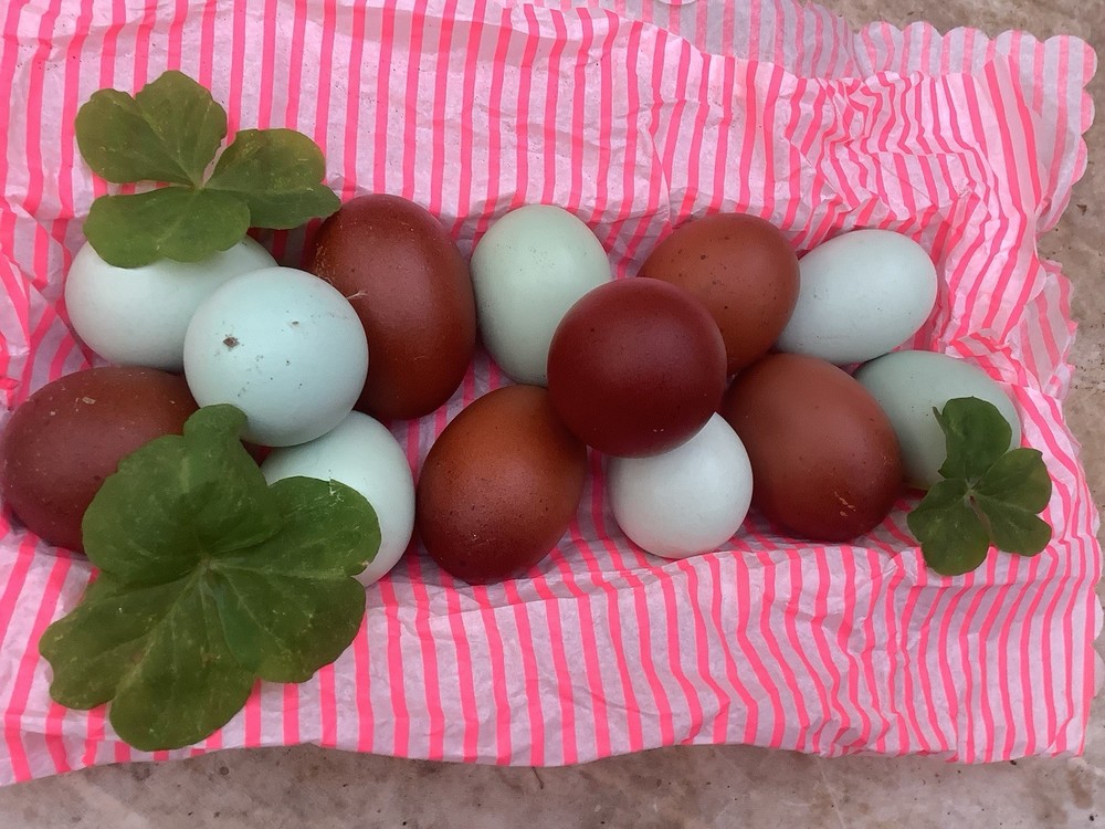 12+ Isabel AMERAUCANA PUREBRED Eggs